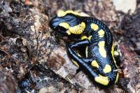 Salamandra salamandra