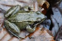 Rana temporaria