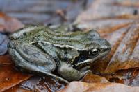 Rana temporaria