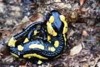 Salamandra salamandra