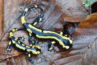 Salamandra salamandra