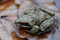 Rana temporaria