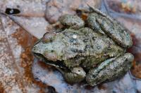 Rana temporaria