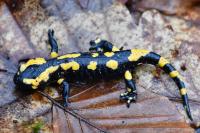 Salamandra salamandra