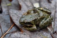 Rana temporaria