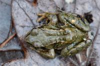 Rana temporaria
