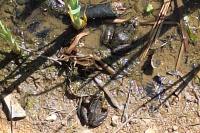 Pelophylax ridibundus