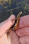 Lissotriton vulgaris