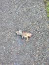 Bufo