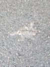 Bufo