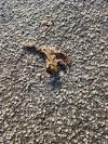 Bufo