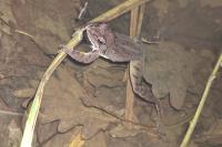 Rana dalmatina