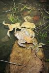 Bufo