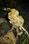 Bufo
