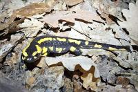 Salamandra salamandra