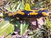 Salamandra salamandra