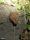 Bufo