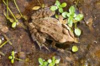 Rana dalmatina