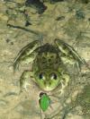 Pelophylax kl. esculentus