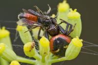 Synema globosum