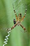Argiope bruennichi