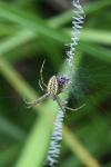 Argiope bruennichi