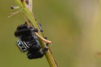 Evarcha arcuata