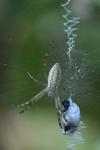 Argiope bruennichi