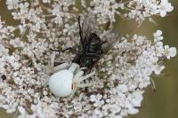 Misumena vatia