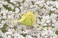 Misumena vatia