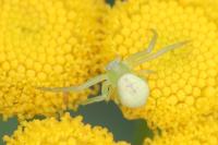 Ebrechtella tricuspidata