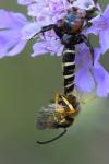 Synema globosum