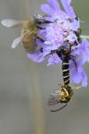 Synema globosum