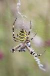 Argiope bruennichi