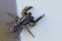 Marpissa muscosa