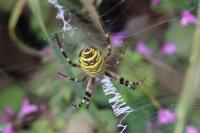 Argiope bruennichi