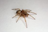 Zygiella x-notata