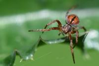 Agalenatea redii