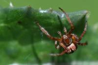 Agalenatea redii