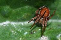 Agalenatea redii