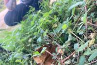Argiope bruennichi