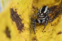 Pseudicius encarpatus