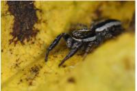 Pseudicius encarpatus