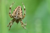 Araneus diadematus
