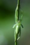 Micrommata virescens