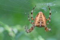 Araneus diadematus
