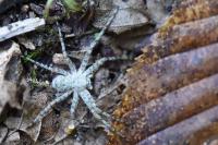 Philodromus margaritatus