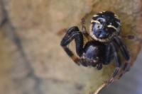 Synema globosum