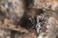 Oxyopes