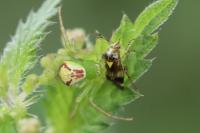 Ebrechtella tricuspidata